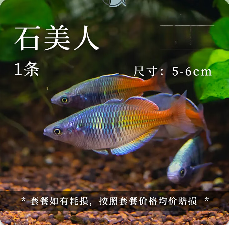 美人电光美人活体鱼草缸热带群游热带观赏鱼淡水鱼 石美人鱼1条5-6cm