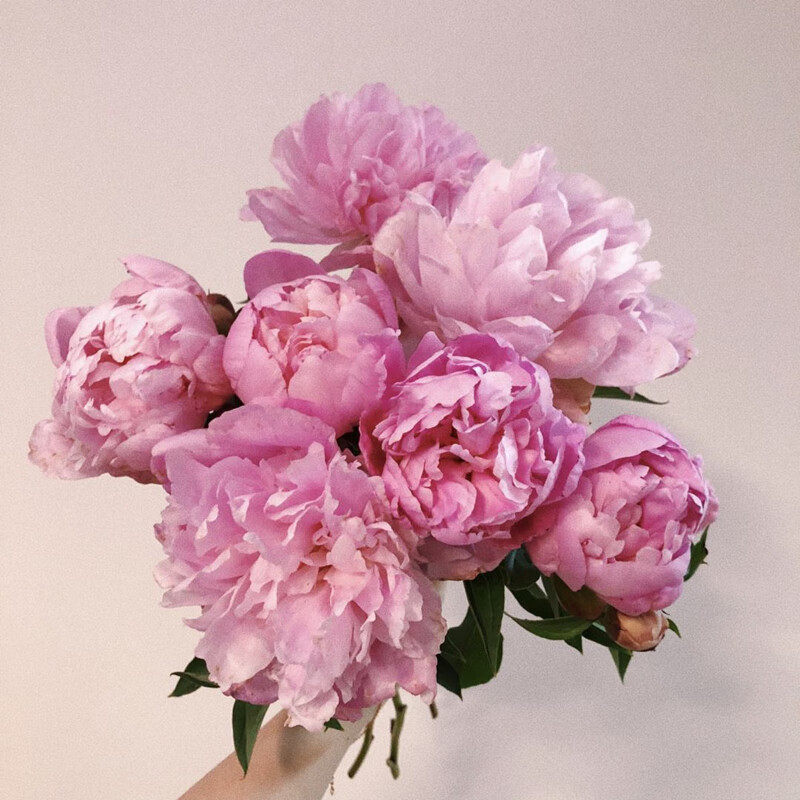 沙拉鲜切花牡丹插花客厅花卉基地落日珊瑚鲜花束 重瓣芍药粉色10支