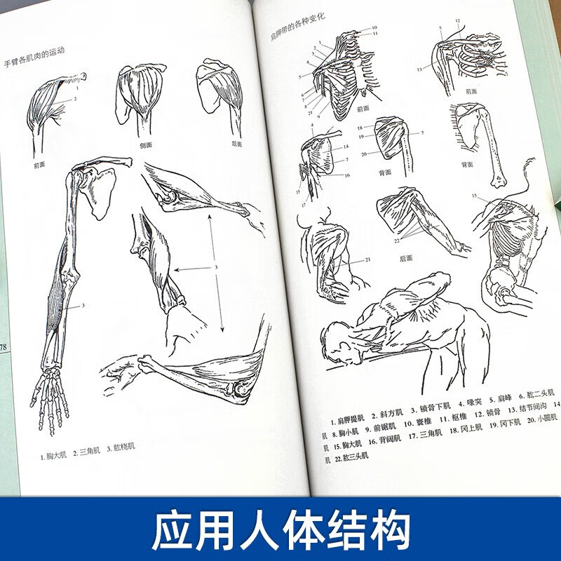 【严选】伯里曼学院应用人体结构人体人物绘画教学素描大师速写临摹基础入门技法教程动漫画手解剖美术艺考书籍人体艺 默认规格