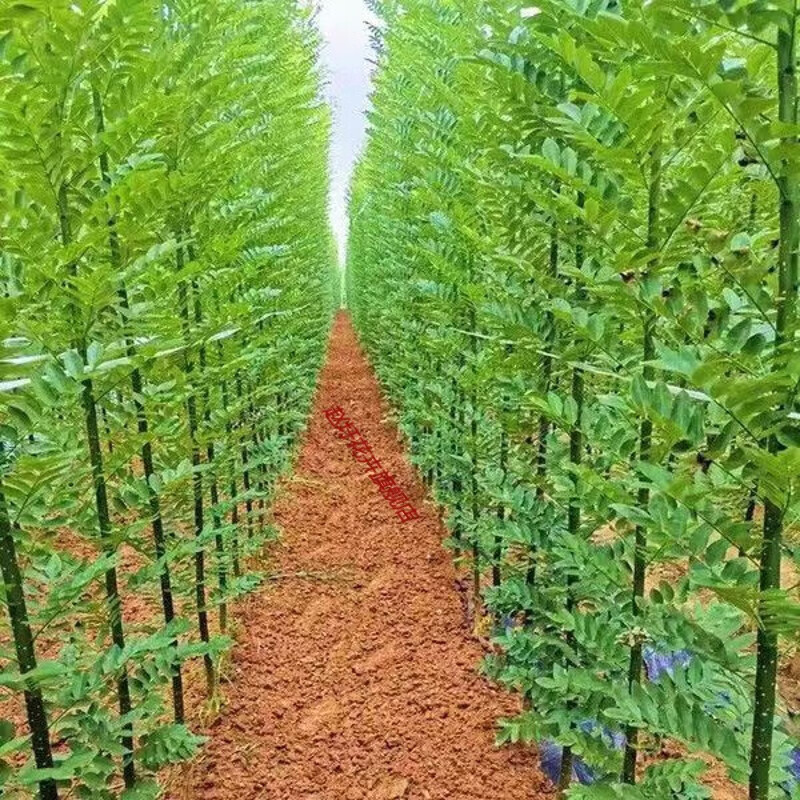 国槐树苗