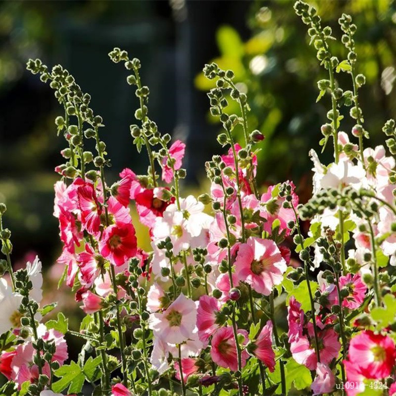 ������ ������ӻ�ɫ ͥԺ���������ļ������ֶ������������� һ�ɺ� ������ӻ�ɫ100��