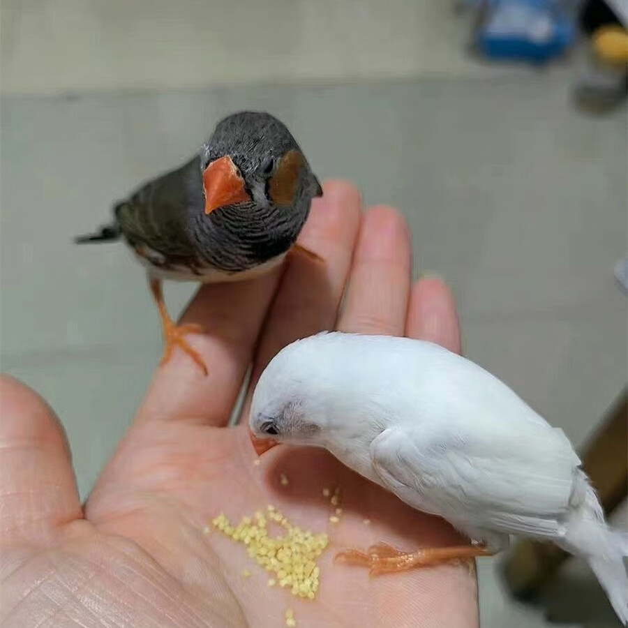 珍珠鸟活体白文鸟灰文鸟白灰珍珠驼色十姐妹保姆鸟观赏一对可繁殖