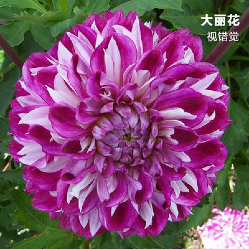 种花迷红苕花大丽花球根种球特大地瓜花巨型花种根庭院四季花卉盆栽