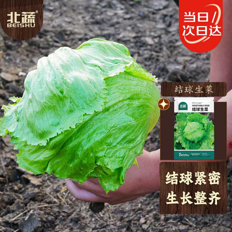 北蔬 结球生菜种子圆生菜球绿叶盆栽蔬菜种籽 北蔬结球生菜种子10g