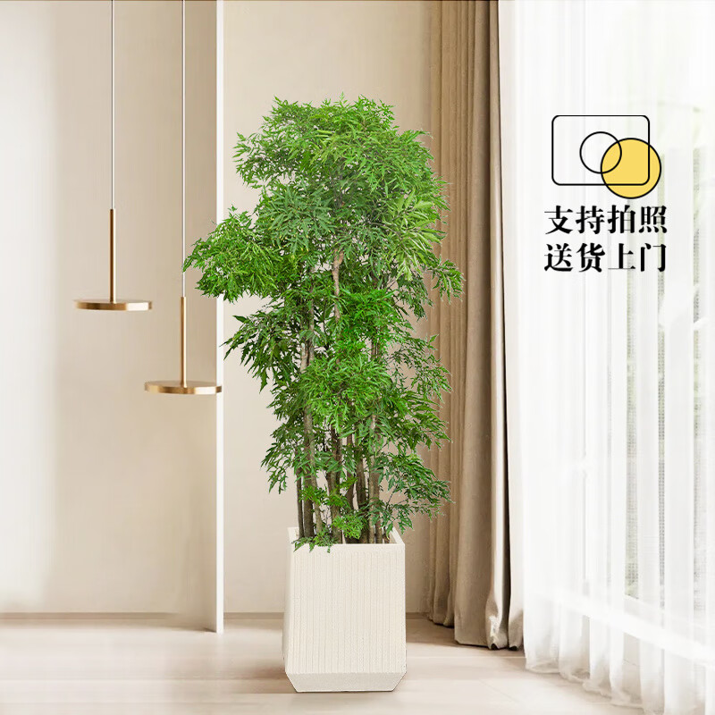 花兮绘福禄寿/桐高150-160cm含米黄方形玻璃钢盆