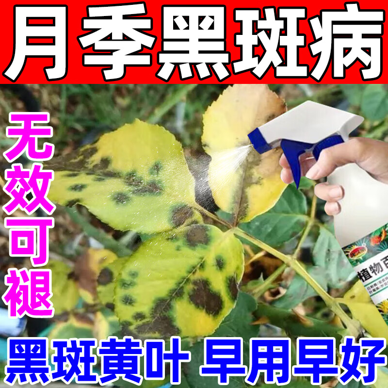 月季花专用黄叶叶子黑斑病枯叶白粉病叶子发黑黄炭疽病专用剂 3瓶装