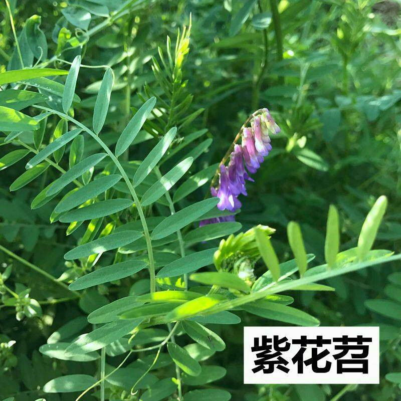 檀轩阁 毛苕种子果园绿肥种籽光叶紫花苕种籽养蜂蜜源植物牧草草籽