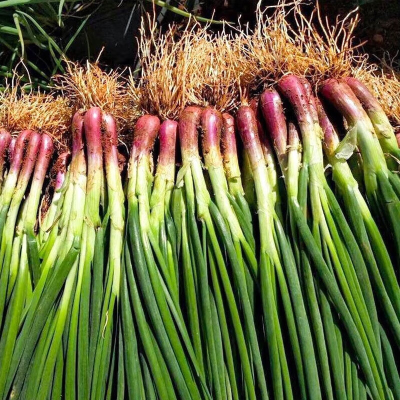 ������ANGQI�����С��д������ļ�С������Ѻ�ͷ�����ļ���̨ͥԺ�߲����� �������1��(Լ300��)) 6.6Ԫ��2��(��3.3Ԫ/��)