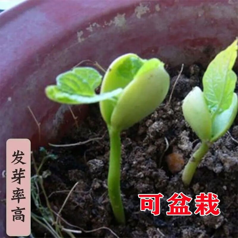 荷包豆种子 高产豆角种子 扁豆斑马豆菜花豆菜籽 荷包豆种子试种植1粒