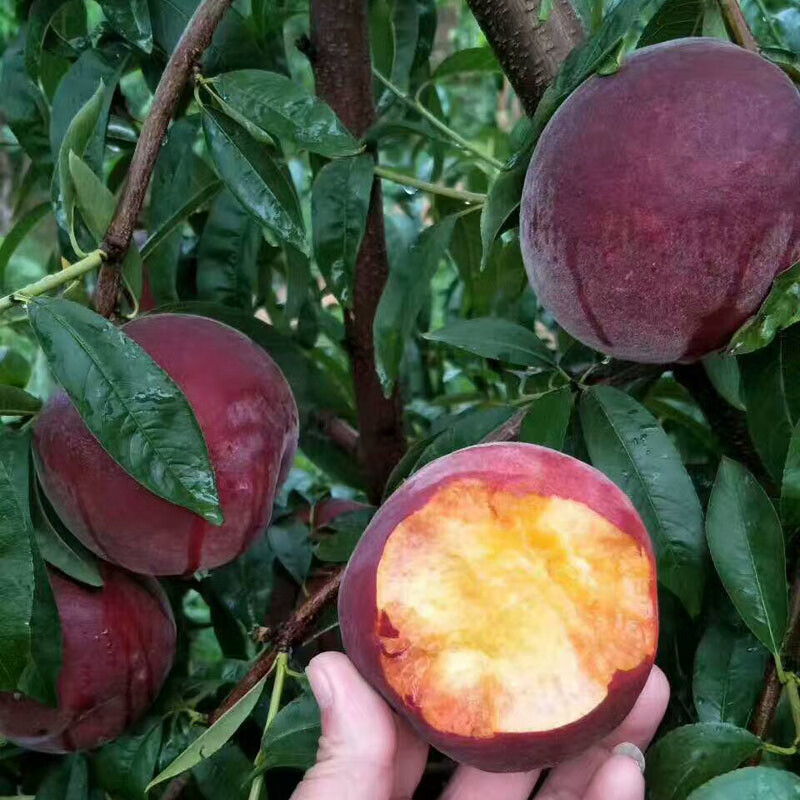 苏跃水果树苗桃树新品种中华黑桃王桃树苗黑桃皇后树苗嫁接桃树苗桃树