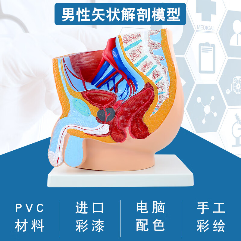 盆腔模型男性矢状解剖模型生殖骨盆切面教学模型医学立体结构 女性kf
