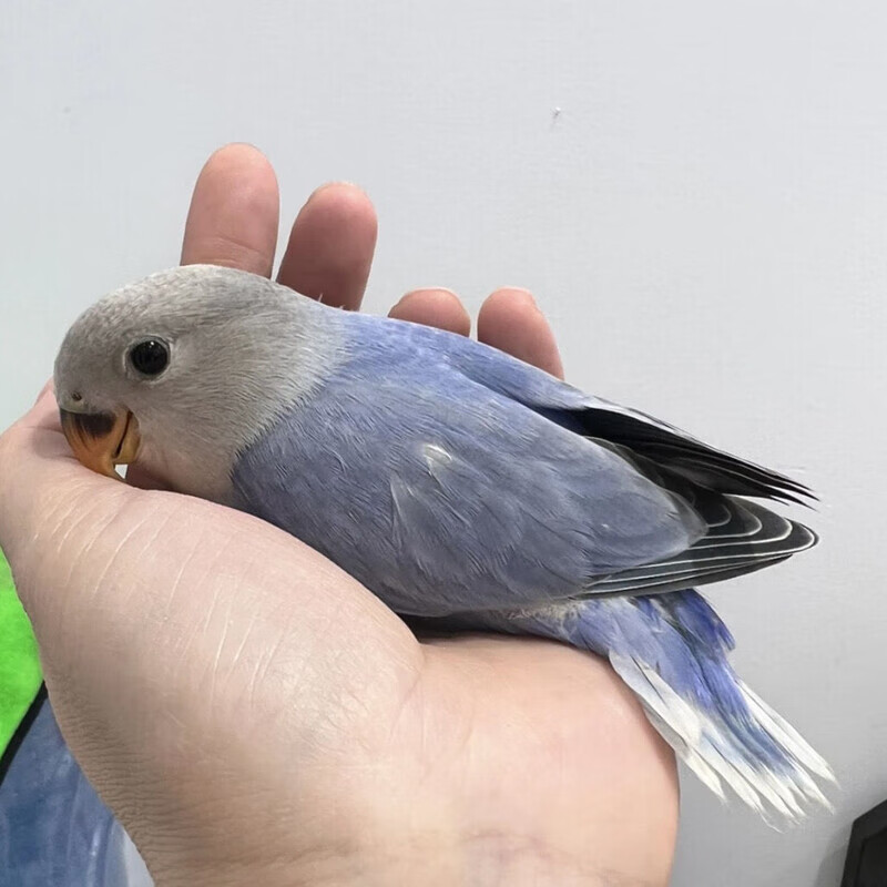 高纯紫薰牡丹鹦鹉紫薰紫依莎蓝熏蓝依莎手养亲人公母都有专业养殖 紫