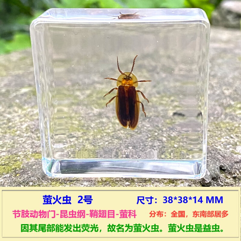 真实小动物法布尔昆虫标本树脂蝴蝶蝎子螳螂蜘蛛萤火虫独角仙螃蟹 乳