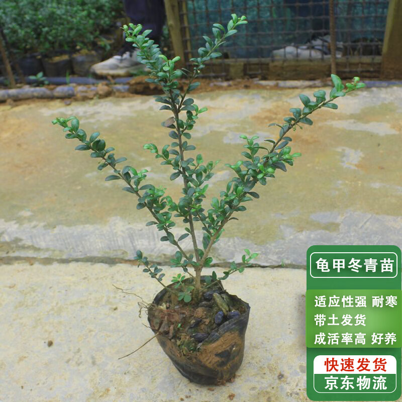 滨淇龟甲冬青树苗龟甲冬青杯苗四季常青庭院绿化苗 龟甲冬青杯苗5杯