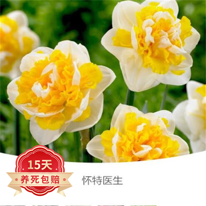 欧悟 带芽发货 进口重瓣水仙花种球年宵绿植花卉室内水培桌面盆栽植物