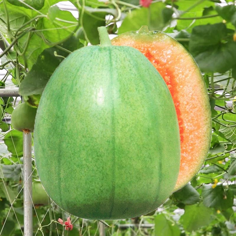 宝石甜瓜羊角蜜羊角脆四季冰糖酥蔬菜苗秧子 芝麻酥香瓜苗6颗(宋肥料)