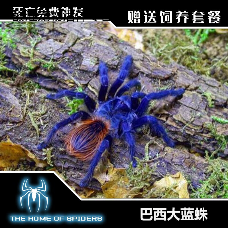 爬虫巴西大蓝蛛捕鸟蛛蜘蛛宠物温顺蓝色系地栖好养 0.8厘米无套餐