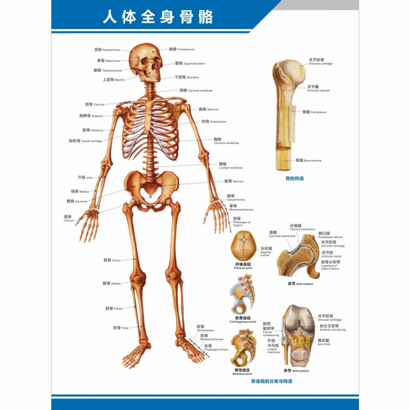 青鸟飞鱼人体全身骨骼图解剖图结构图构造图中英文医学医院科室海报