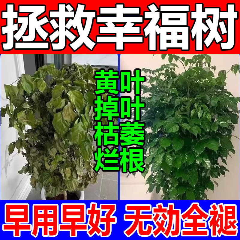 幸福树专用营养液专用肥料落叶掉叶子专用肥料专黄叶烂根营养液 1瓶装 京东折扣/优惠券