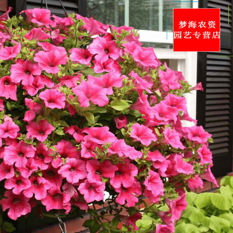 ֱ����ǣţ���Ի��������ɫС���������������ܵ� ��ǣţ������¥ϵ�����һ��Ѩ ������