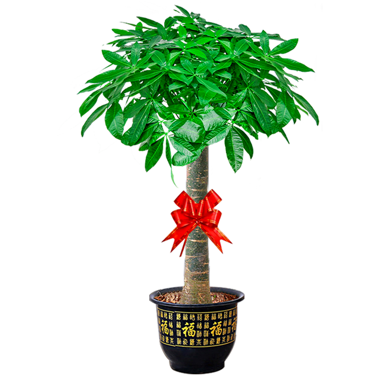 ���ŷ�������ֲ����������԰ٺ���칫���ڿ�ҵ��Ǩ�����������辰 ��������������1.1-1.3m+������