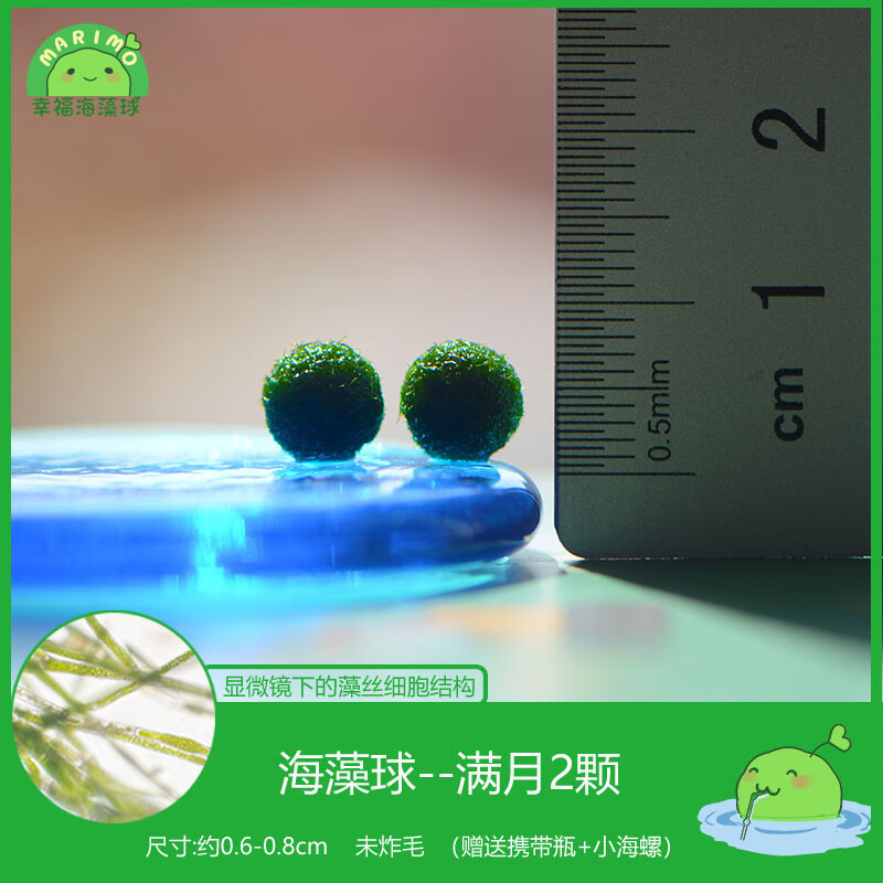 澳颜莱幸福海藻球marimo生态瓶盆栽创意迷你水培植物微景观缸藻球马里莫 满月2颗 约0.6-0.8cm