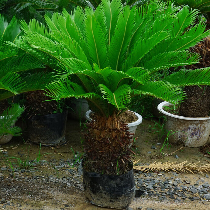 壹植鐵樹盆栽小樹苗大盆景蘇鐵開花公母一對門口客廳室內綠植好養(yǎng)植物 【基地直發(fā)】精選鐵樹高80-90cm