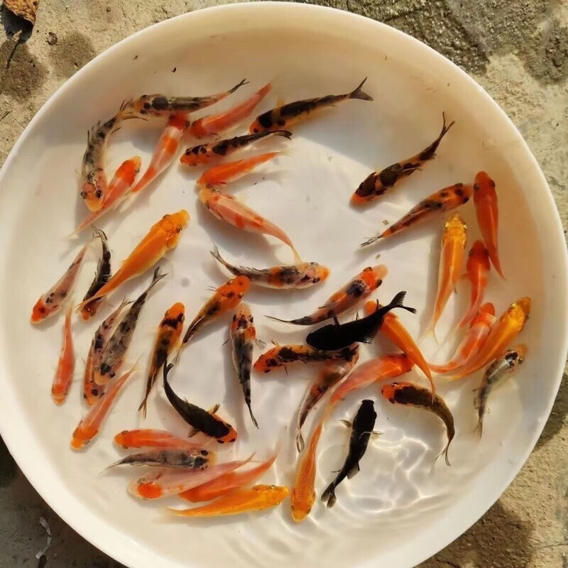纯种高档精品锦鲤鱼苗观赏鱼红白大正昭和锦鲤小锦鲤鱼苗混搭现货 3-5