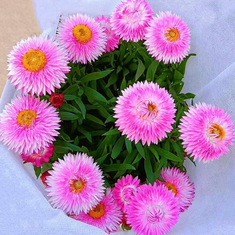 醉春木麦秆菊盆栽腊菊成品带花阳台庭院多年生宿根花园植物耐寒年宵