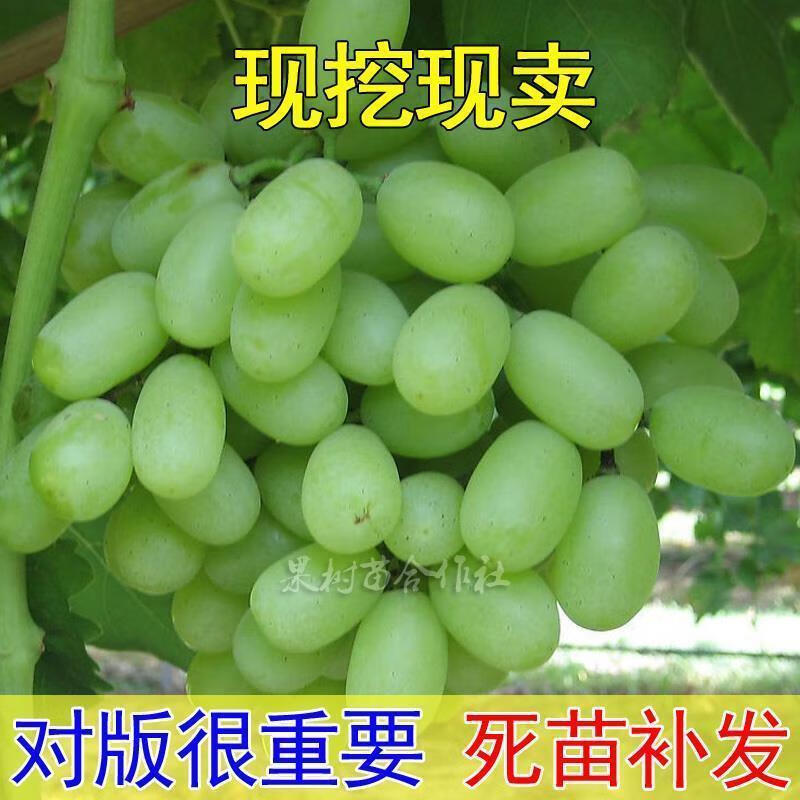 新疆吐鲁番青提子树苗无籽白葡萄白鸡心葡萄果树无核马奶子葡萄苗 5年