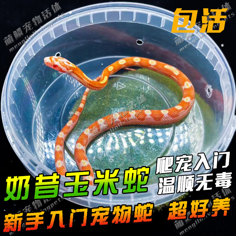 宠物蛇爬宠活体异宠爬虫真蛇棕黑王蛇暴风雪竹叶青赤练 奶昔玉米蛇