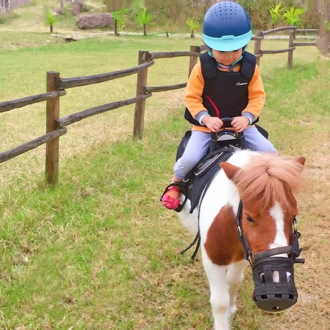 小矮马活体小型骑乘矮马活物景区儿童设特兰幼马迷你矮马宠物马