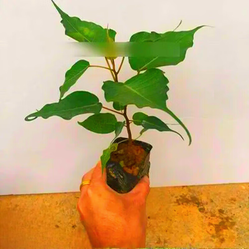 睿格达菩提树苗 金刚菩提子榕庭院盆景菩提树小苗南北方种植盆栽不带