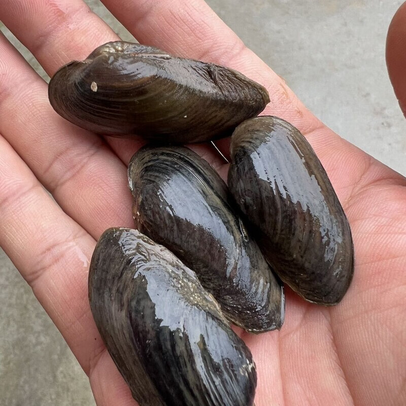 杜氏河蚌观赏圆顶蚌鳑鲏繁殖观赏净水净水河蚬子鲜活吃鱼粪便生物 3颗