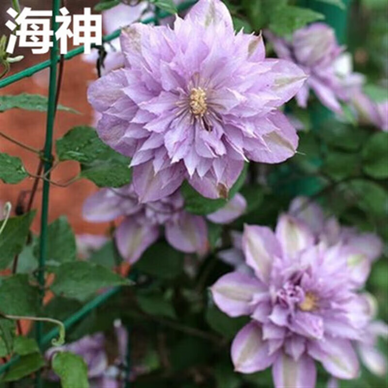 苏艺缘铁线莲苗根重瓣室内外爬藤耐寒植物多年生易种活阳台庭院四季