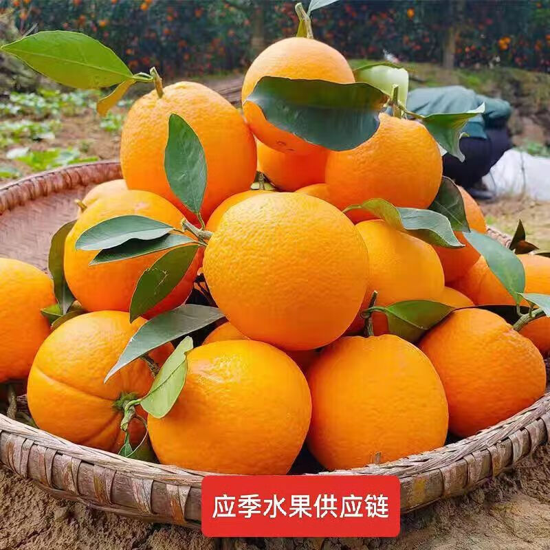 正宗奉节脐橙精选甜橙现摘现发孕妇产地直发节庆送礼精品推荐 奉节脐橙70mm+精选果 带箱5斤净重4.5-4.8斤