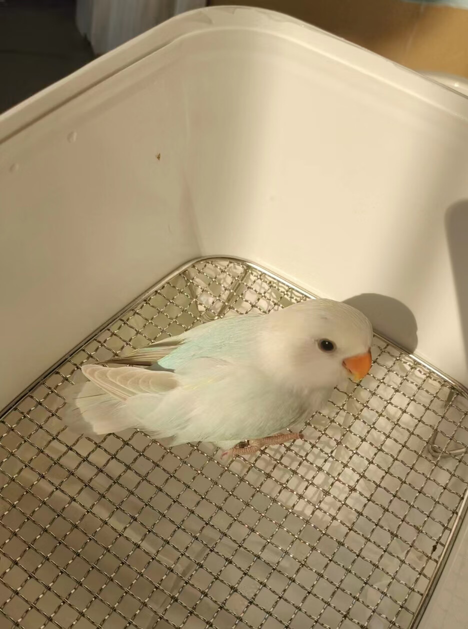 松伊莎,松闪,紫伊莎,松闪派 松伊莎