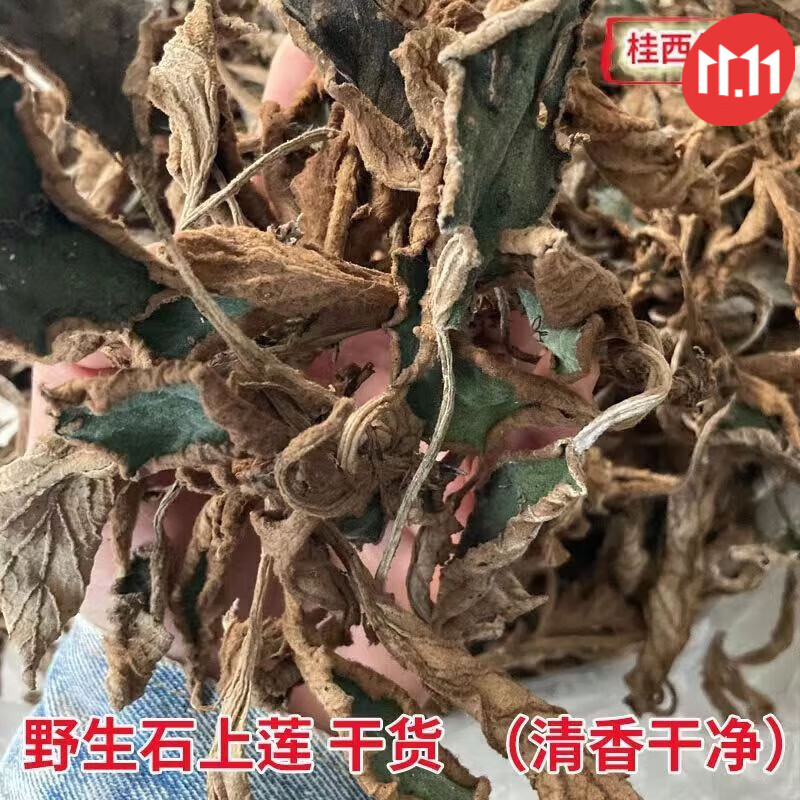 菜欢欢广西甄选野生石上莲岩百菜留读菜俗称软肝草中药材草本 100克