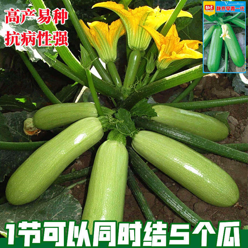 異卉西葫蘆種子西葫蘆種籽高產(chǎn)四季春季西葫蘆子蔬菜種子孑春夏秋季 【西葫蘆種子一節(jié)5個瓜】30粒4包