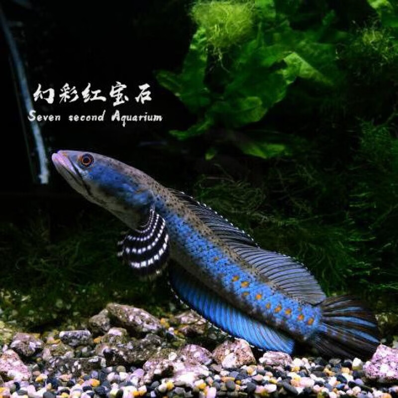 红七彩火背血斑一型雷龙鱼进口观赏鱼凶猛 进口幻红雷龙尺寸14-16厘米