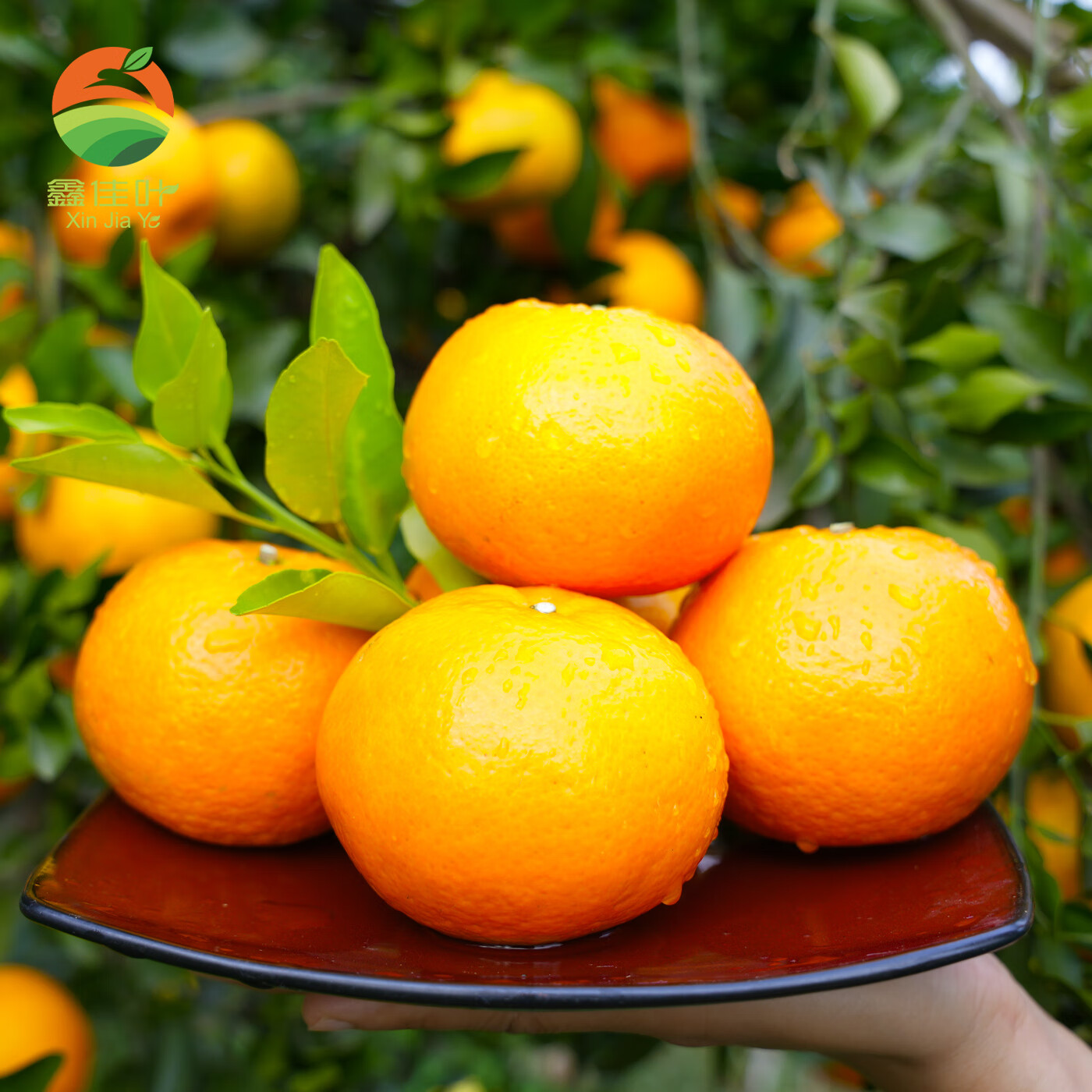鑫佳叶正宗广西武鸣花皮沃柑新鲜现采柑橘水果 净重4.5斤装 单果55MM+