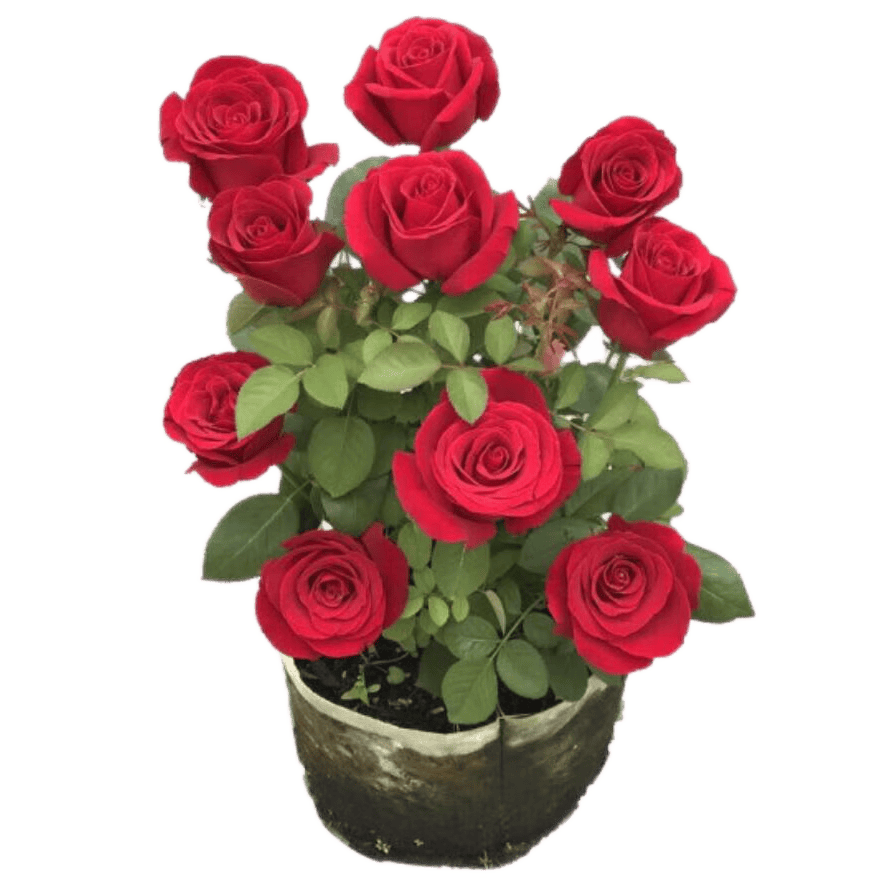 ���ڲ���������Ӵ��¼�����ŷ�³�����ֲ�ﻨ���¼����粻��Ҷ�����ɫԴͷֱ��