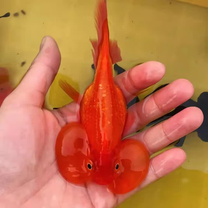 宝诺滋精品水泡金鱼活体观赏鱼精品五花红白水墨奶花泡泡冷水鱼好养