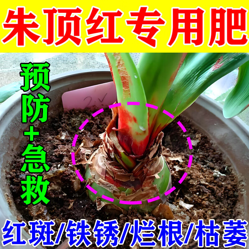 朱顶红红斑病红锈病烂根专用杀菌剂催花爆芽素种球根营养液肥料 1瓶