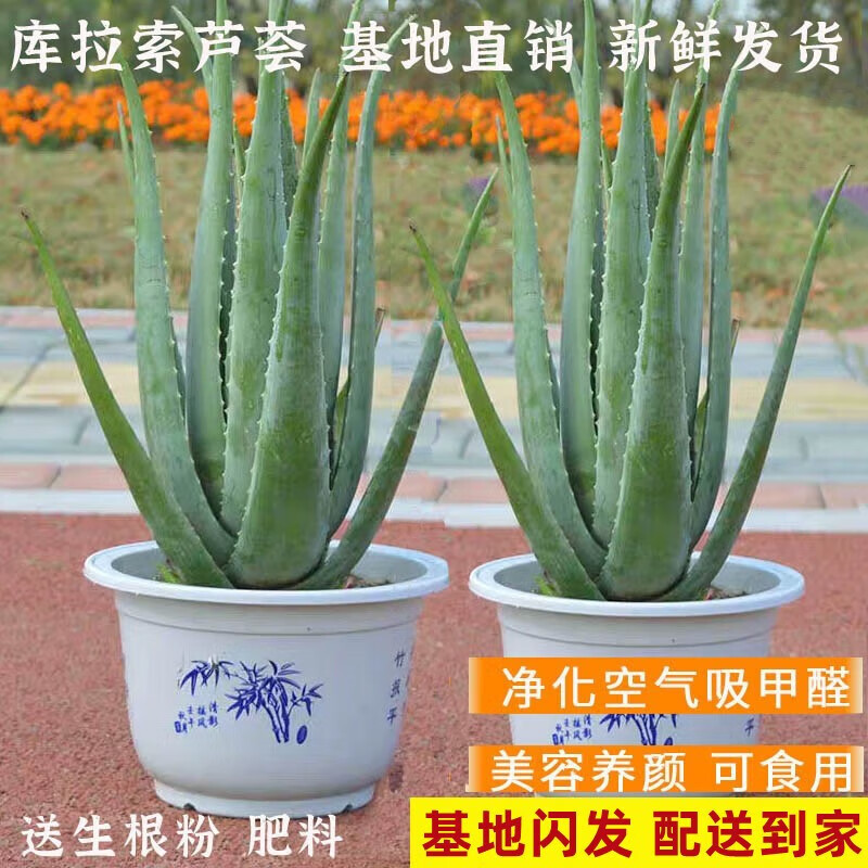 鹿凌青蘆薈盆栽植物庫(kù)拉索灌膚補(bǔ)水敷臉食用新鮮大盆蘆薈不含盆 3年蘆薈苗【實(shí)惠款】