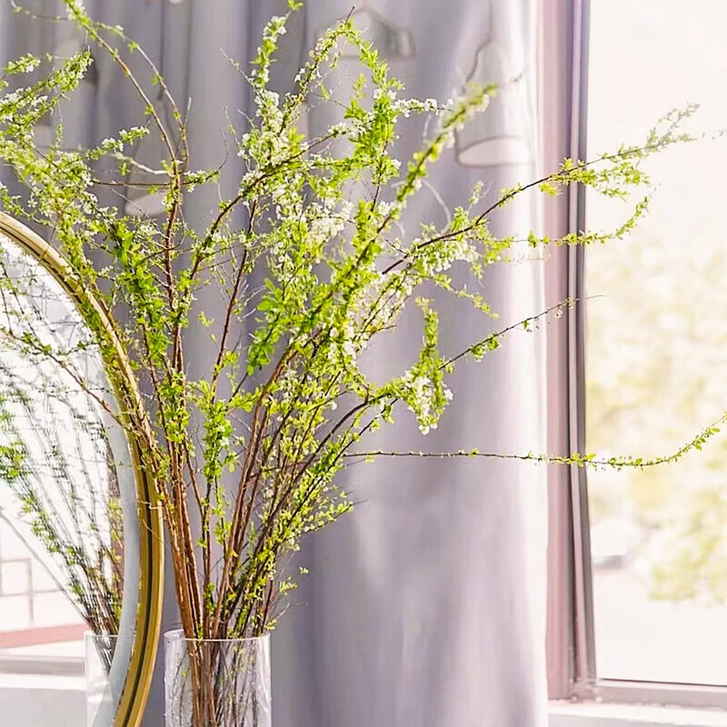 晗畅雪柳鲜枝干枝支盆栽水养插花水培植物室内花卉好养活绿植遇水开花