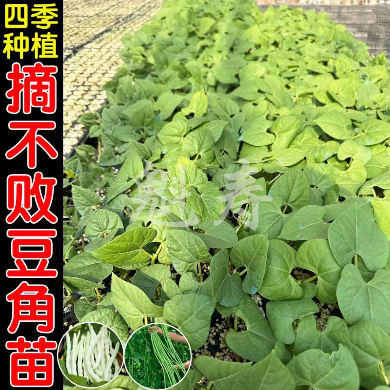 醉春木高产九粒白芸豆苗子种籽摘不败白不老豆角种子豇豆秧苗无架豆