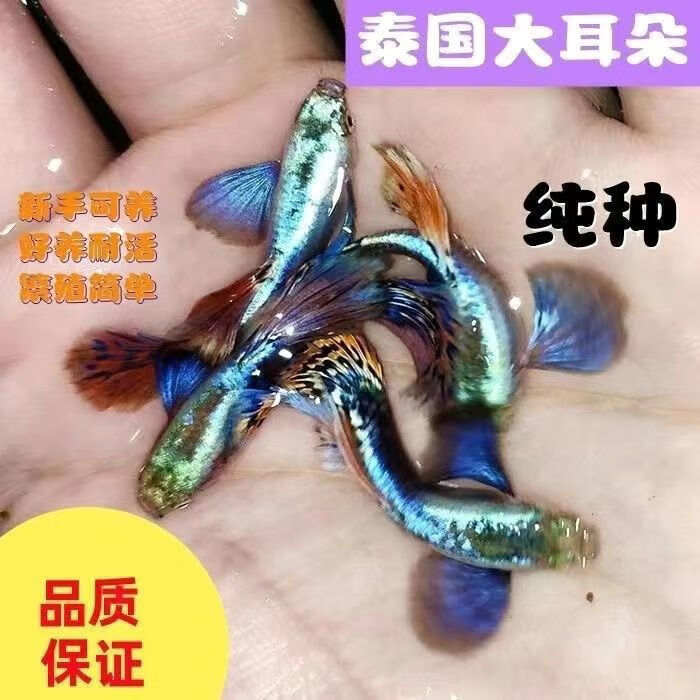 3月龄大耳朵孔雀鱼(2条1公1母)