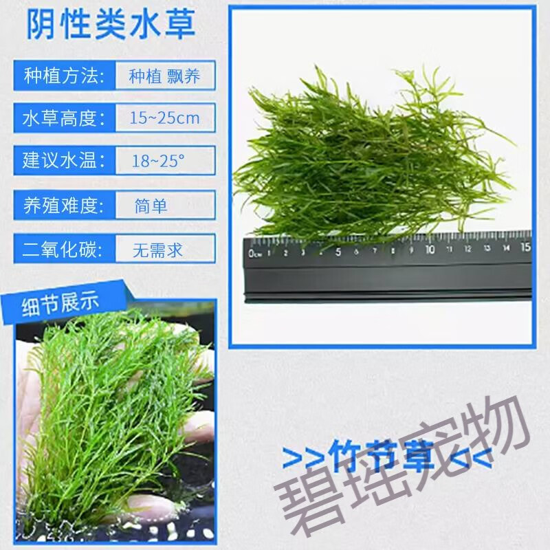 星屑竹节草印度小竹节水草植物鱼缸水族箱造景绿菊蜈蚣草水榕活体真草