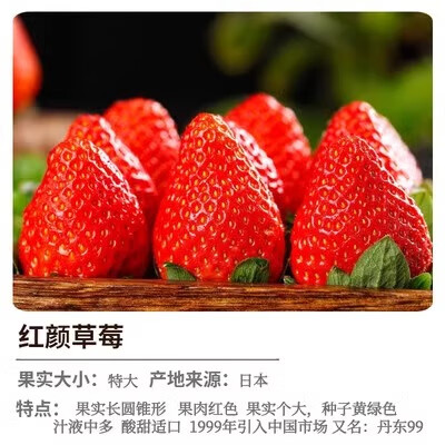 奶油草莓苗盆栽四季结果种籽子带盆带土可食用阳台种植红颜新苗秧 红颜草莓大苗 2盆【0.5加仑盆栽好】